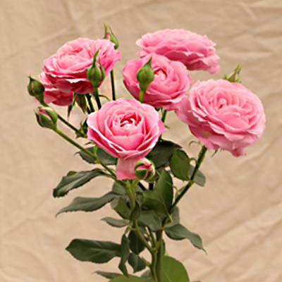 ♡Rose rose♡ Pink X-Pression» garden rose – BLOOMNOOK