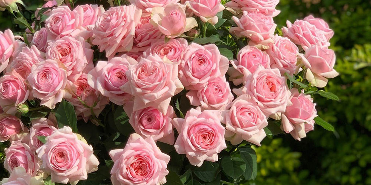 rose-satori-cut-flower-on-thursd-header