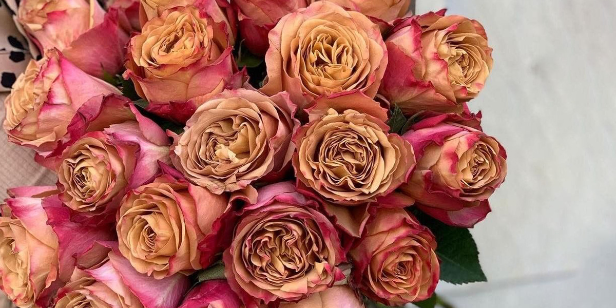 rose-pimms-cut-flower-on-thursd-header1