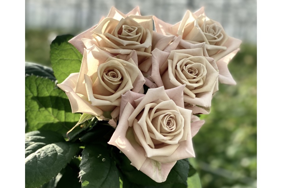 menta-vip-roses