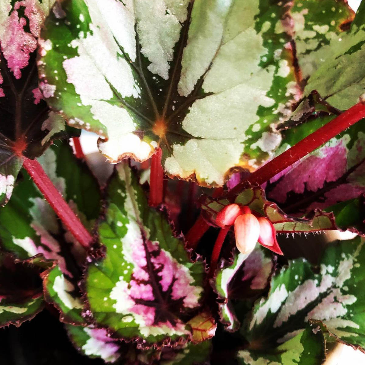 Begonia Beleaf Alaska Creek Product onThursd