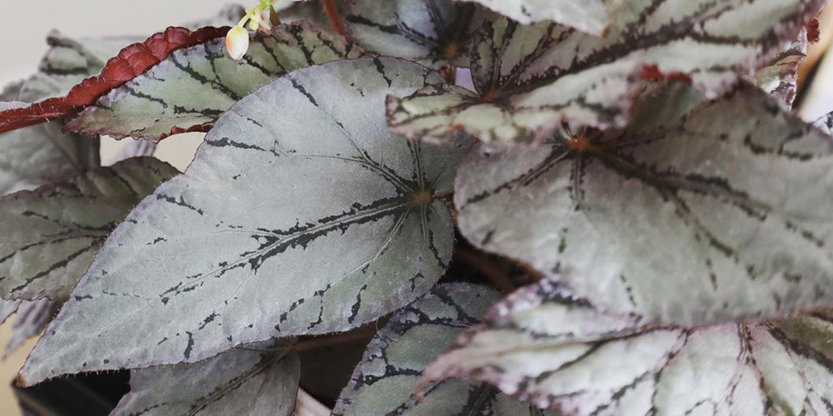 begonia-beleaf-arctic-breeze-potplant-on-thursd-header