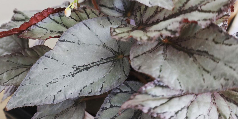 Begonia Beleaf Arctic Breeze | Product Featured on Thursd.com