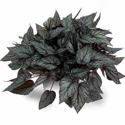 Begonia Beleaf Arctic Breeze | Product Featured on Thursd.com