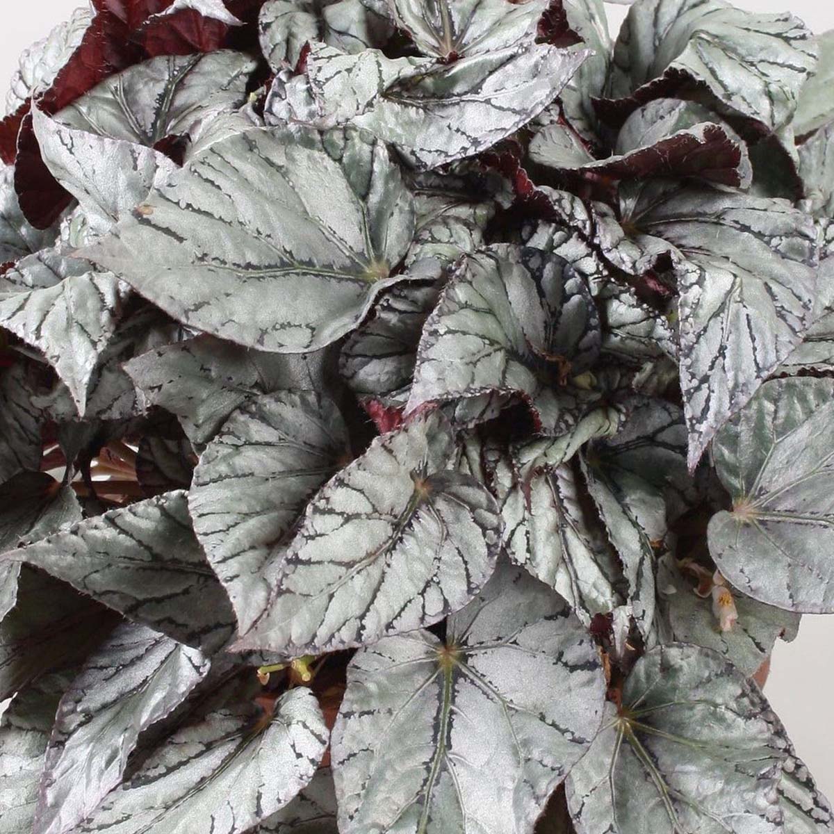 Begonia Beleaf Arctic Breeze - Product on Thursd