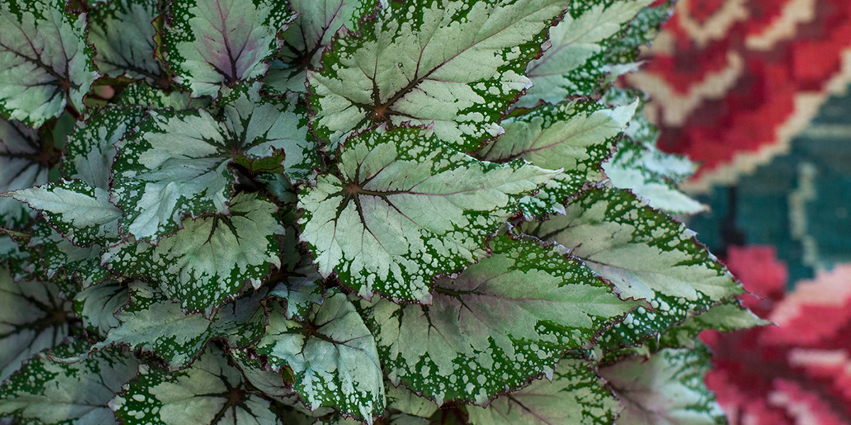 begonia-beleaf-asian-tundra-potplant-on-thursd-header