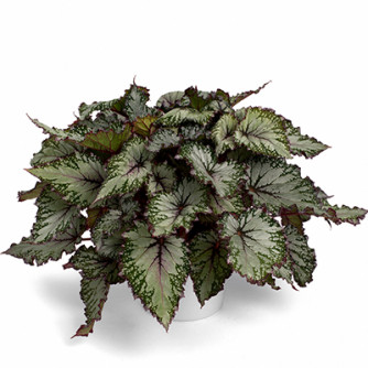 Begonia Beleaf Asian Tundra | Product Featured on Thursd.com