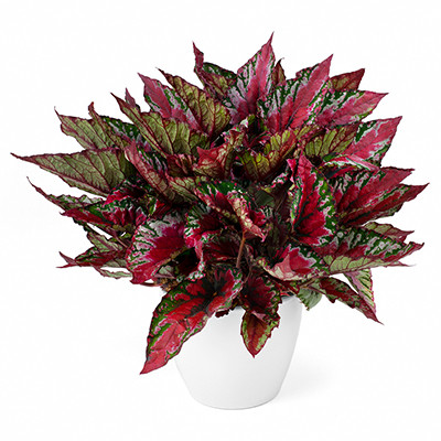 Begonia Beleaf Maui Sunset | Product Featured on Thursd.com