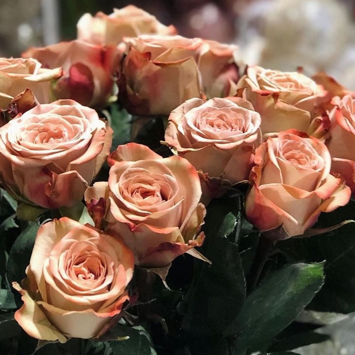 Rose Cappuccino - Product onThursd