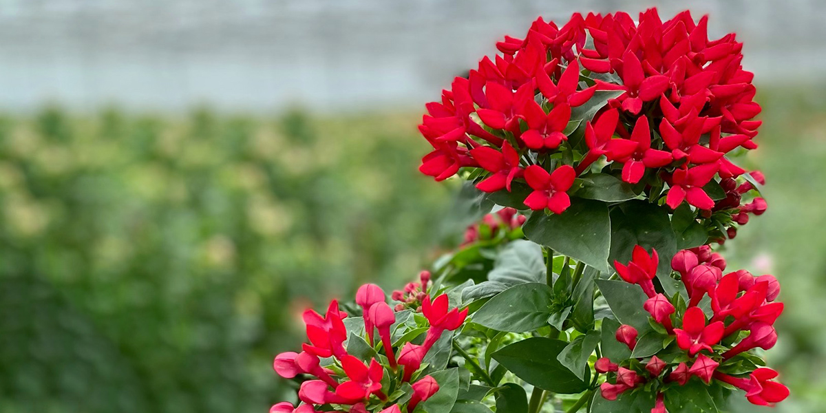bouvardia-red-winter-cut-flower-on-thursd-header