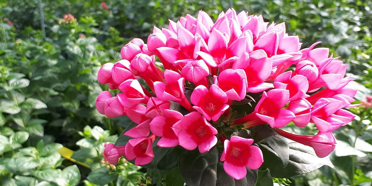 bouvardia-royal-roza-cut-flower-on-thursd-header