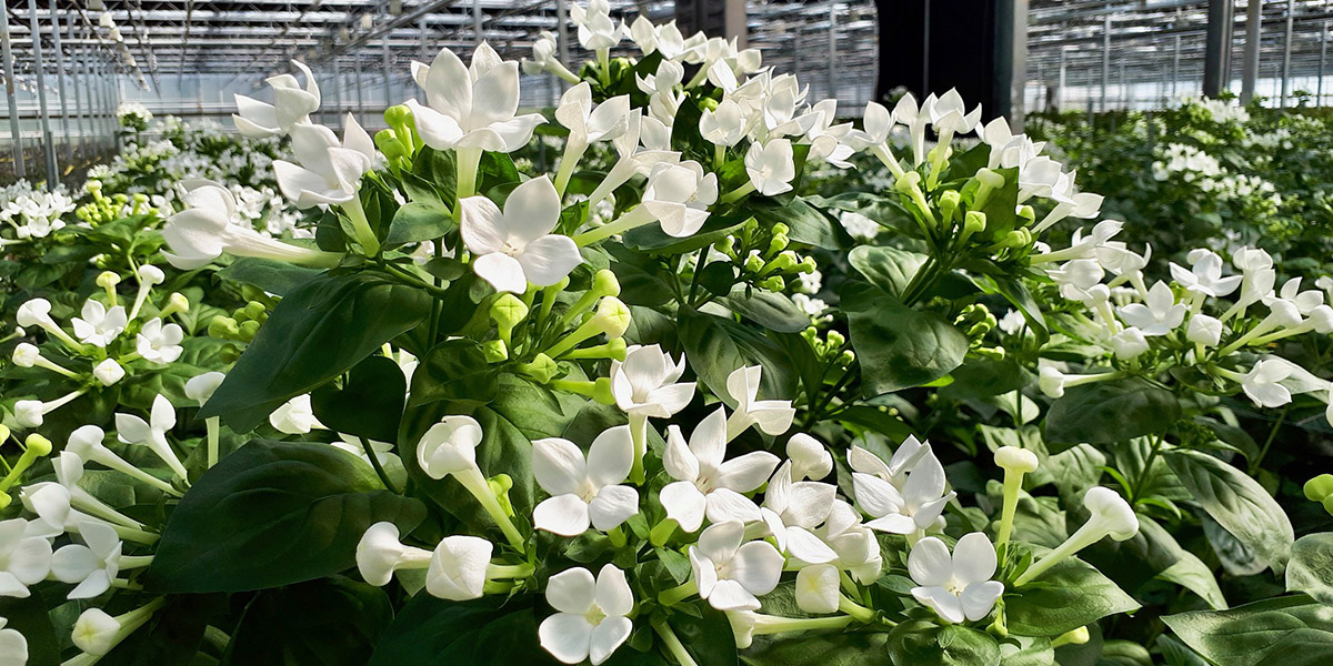 bouvardia-white-sensation-cut-flower-on-thursd-header