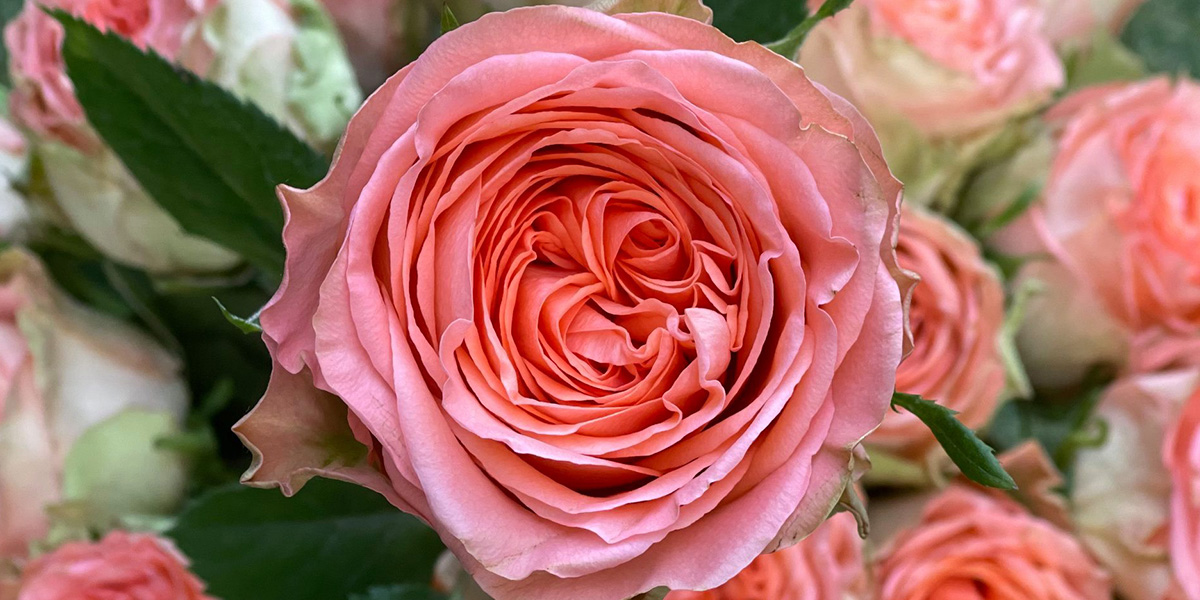 rose-barbarella-cut-flower-on-thursd-header