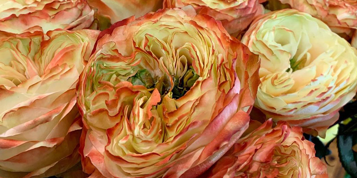 rose-karma-cut-flower-on-thursd-header