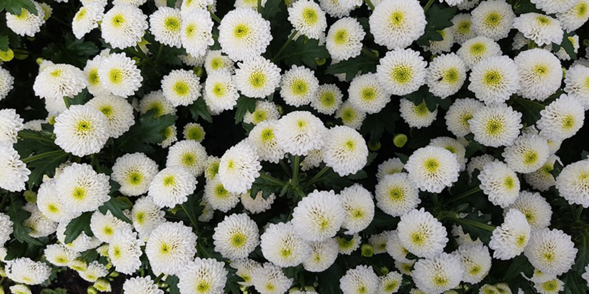 chrysant-santini-maverick-white-cut-flower-on-thursd-header