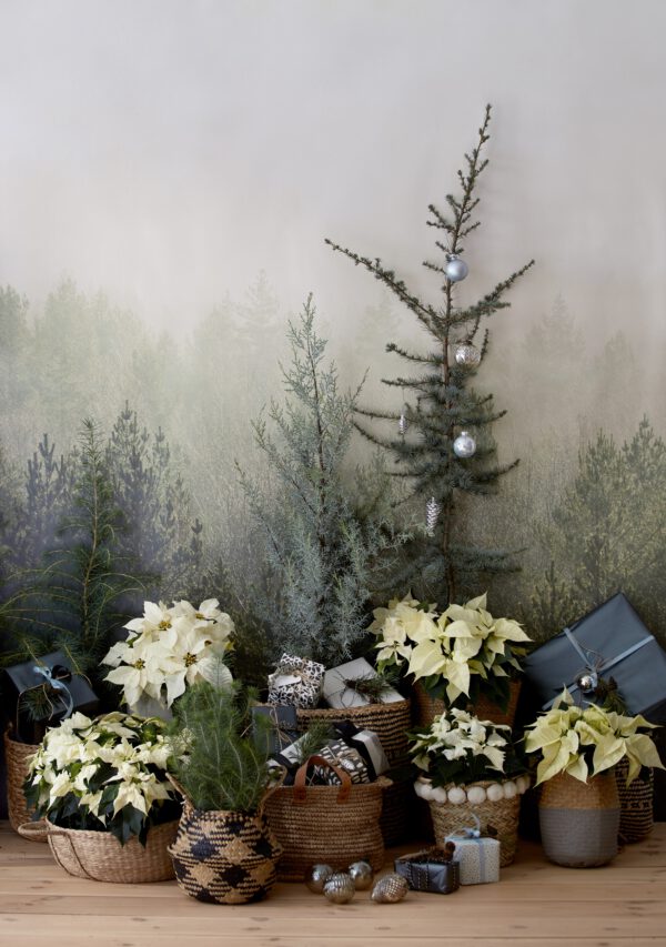 The Most Desired Plants During the Christmas Season in Poland - gathered poinsettias - poinsettias poland on thursd