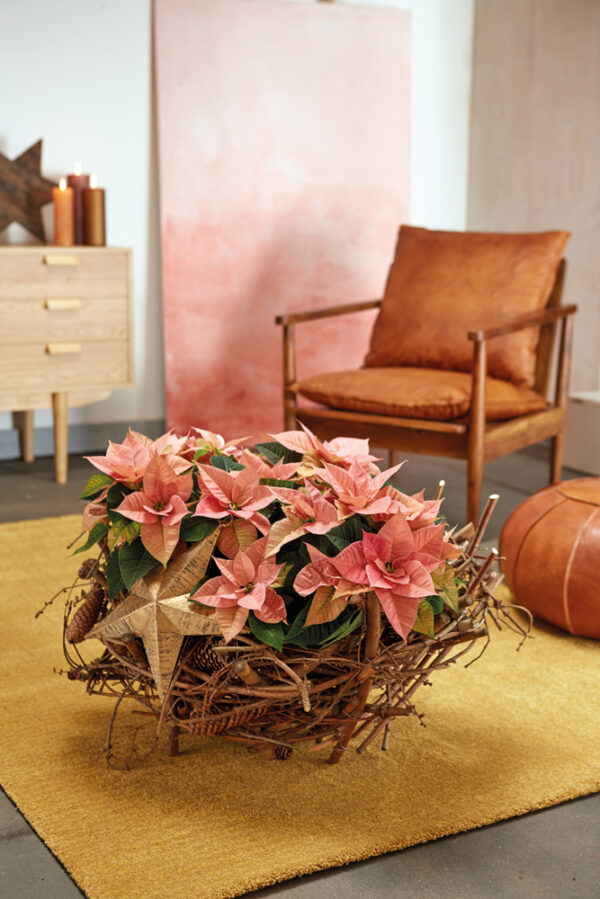 The Most Desired Plants During the Christmas Season in Poland - natural christmas warmth - pink poinsettias poland on thursd