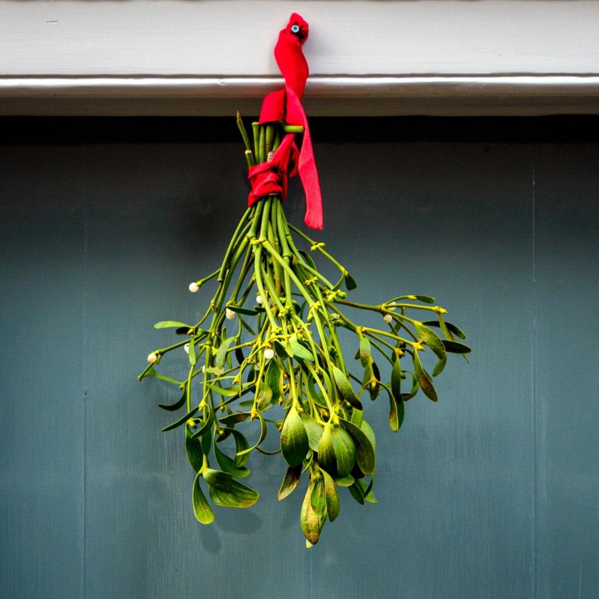 mistletoe-the-legend-of-the-famous-kissing-plant-featured