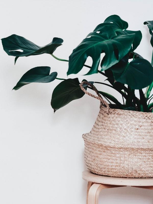What Kind of Floral Trends Can We Expect to See in 2022? Houseplant Trends