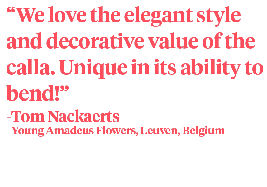 Playing and Designing With the Stylish Calla - Designer Tom Nackaerts