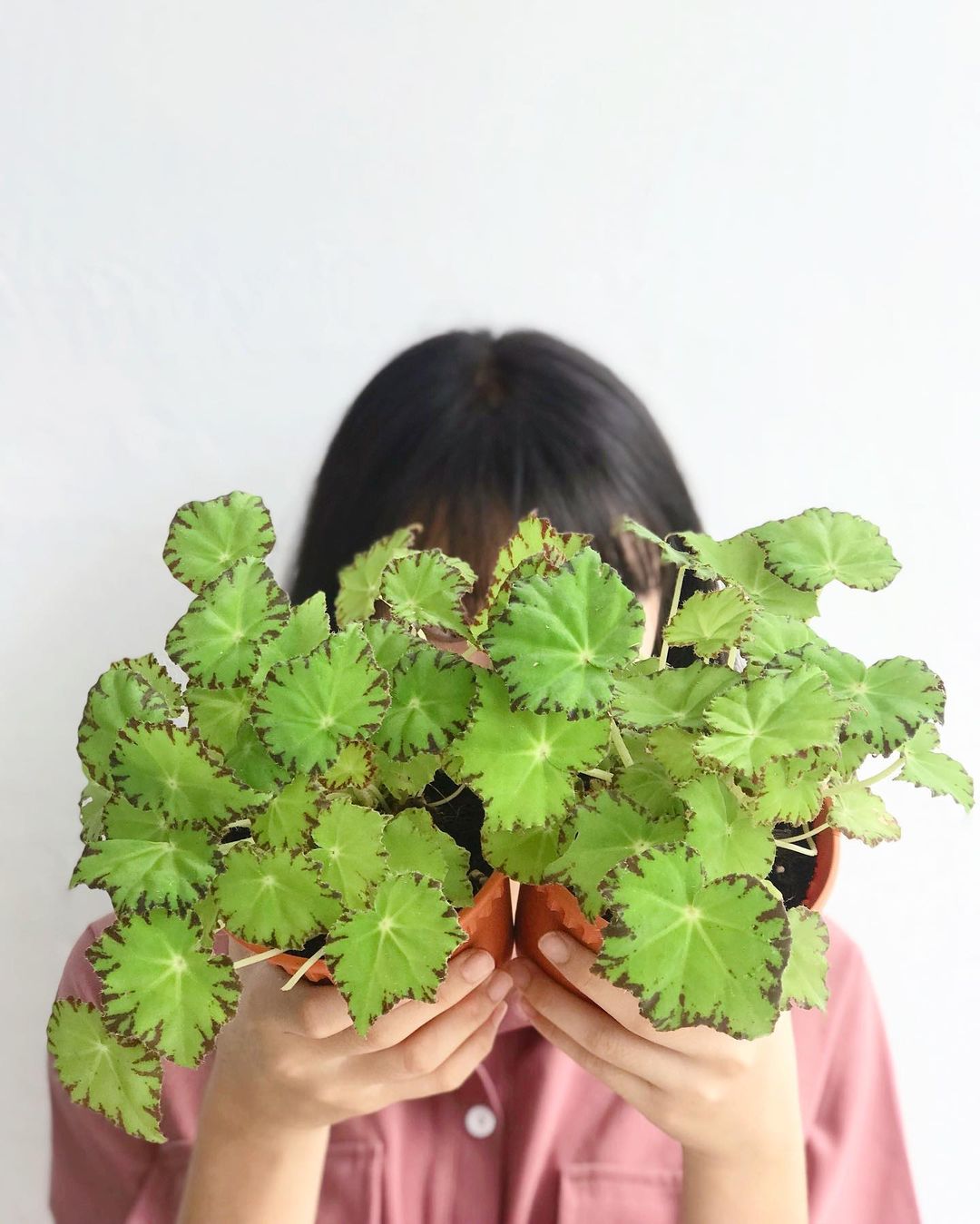 The Show-Stopping Begonia Beleaf Lima Love Houseplant