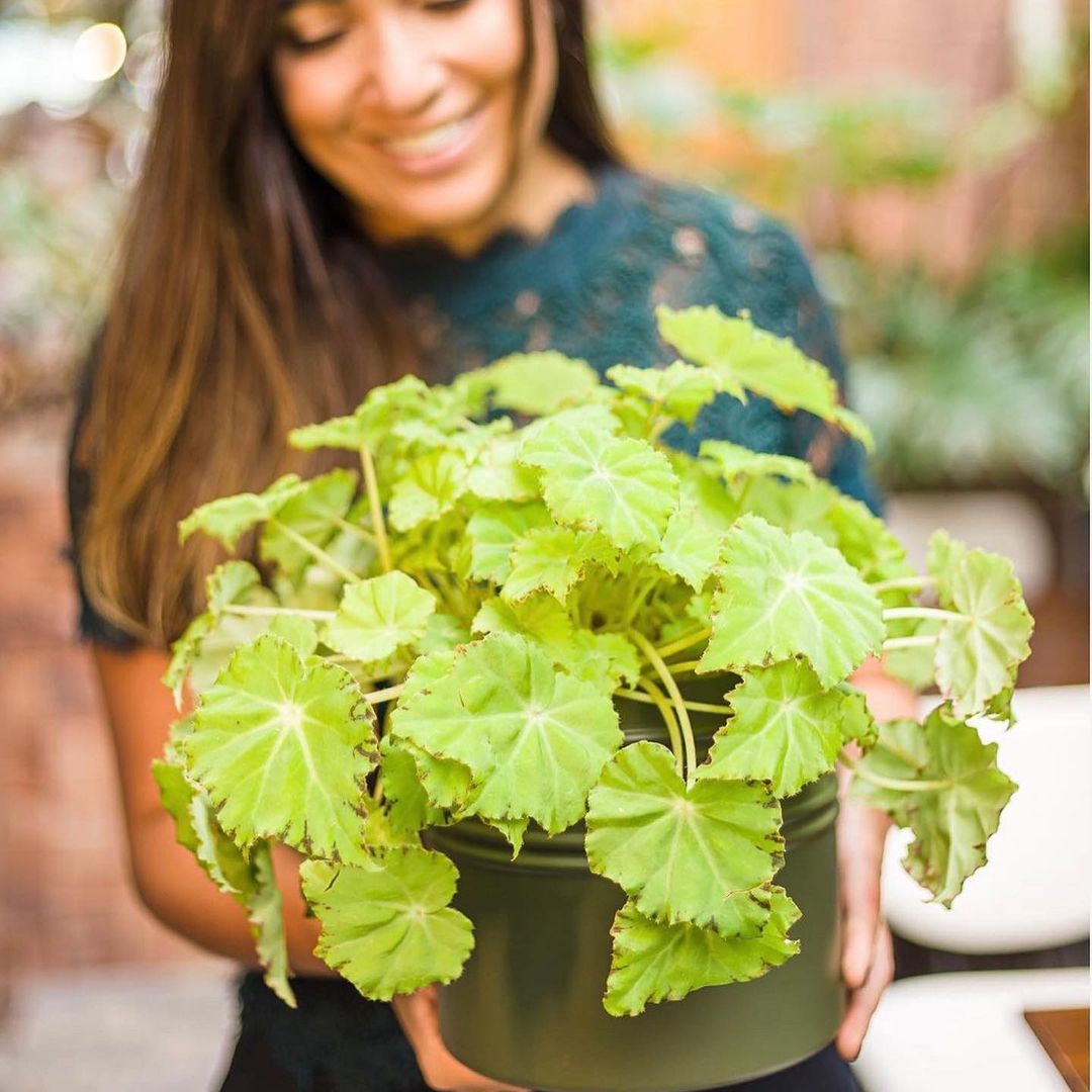 The Show-Stopping Begonia Beleaf Lima Love Houseplant