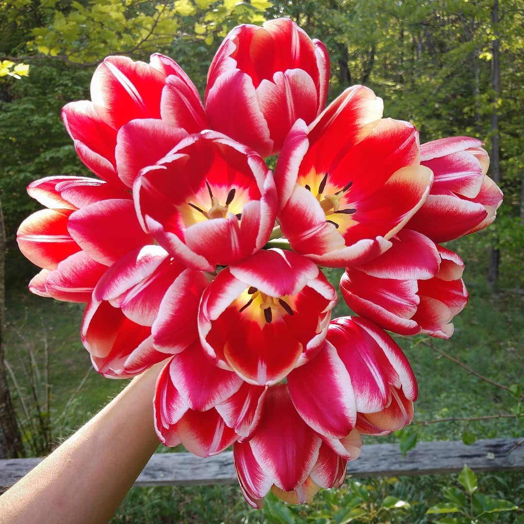 The Top 5 Most Sold Tulips Leen van der Mark