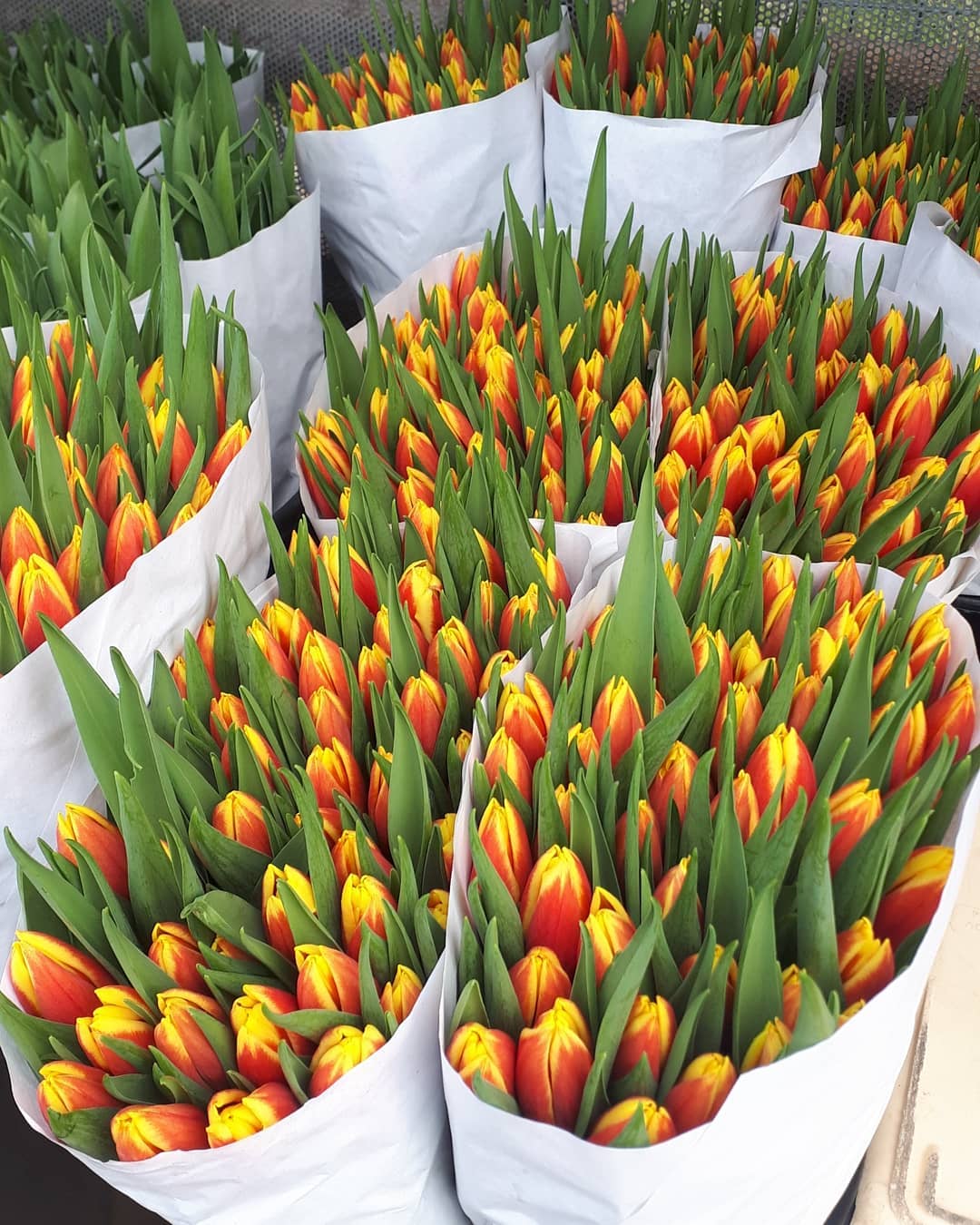 The Top 5 Most Sold Tulips Jan Seignette