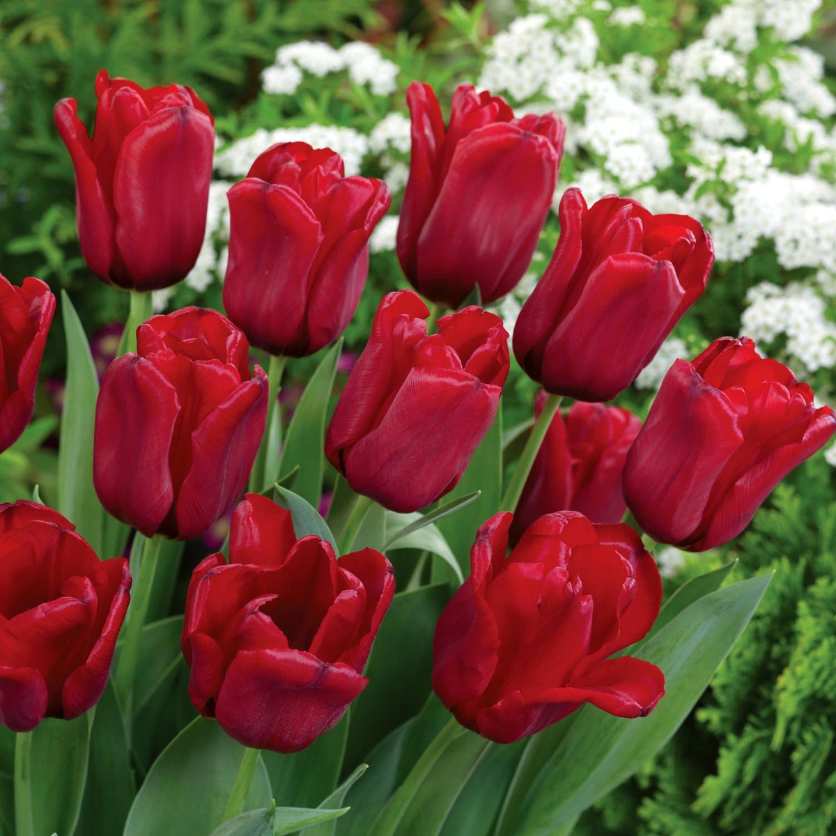 The Top 5 Most Sold Tulips Seadov