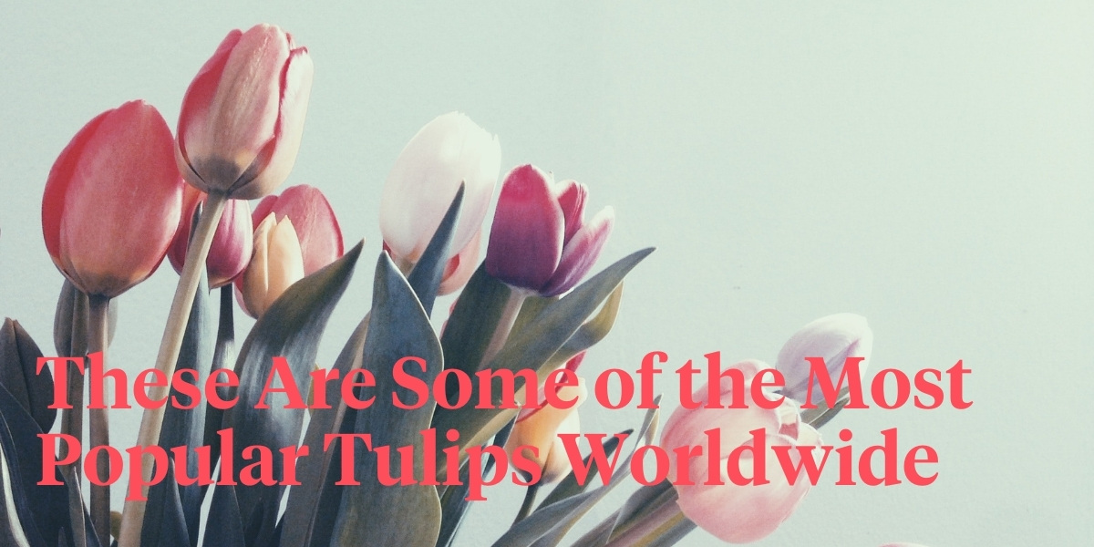 wordpress header The Top 5 Most Sold Tulips.jpg