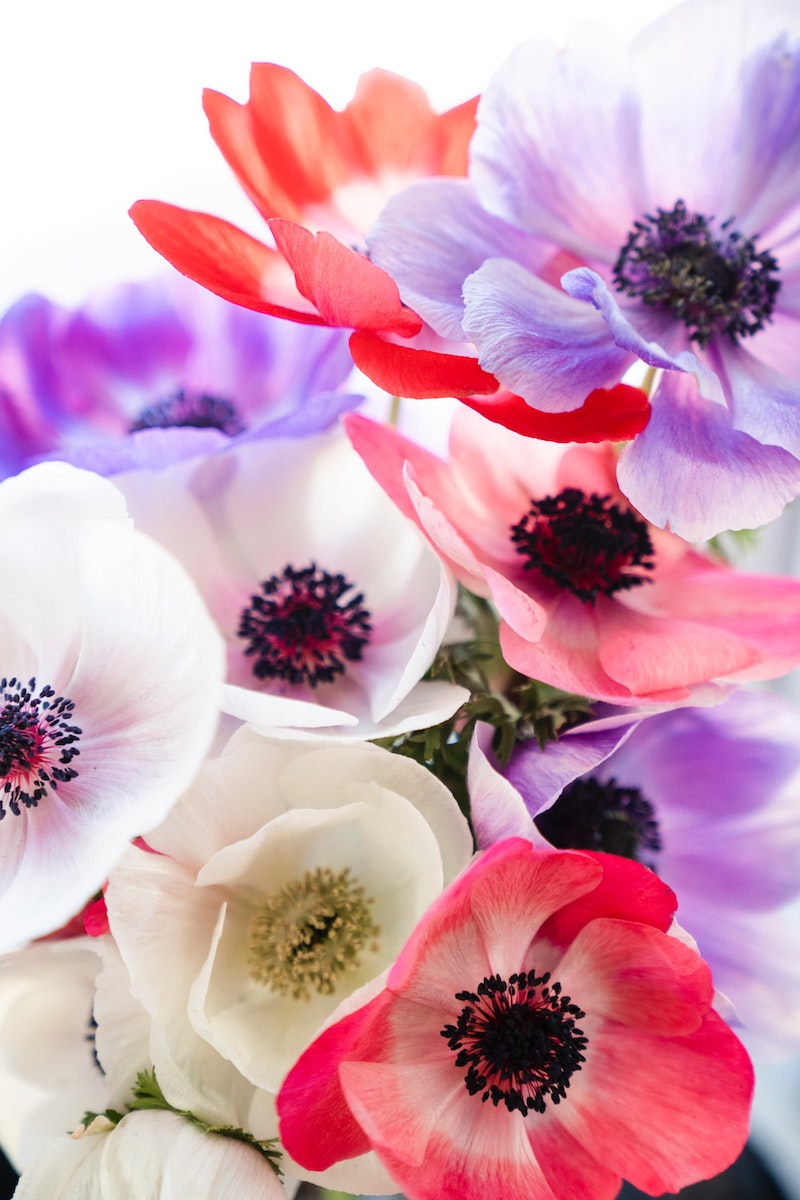 15 Winter Wedding Flowers for Your Seasonal Floral Arrangements Anemone