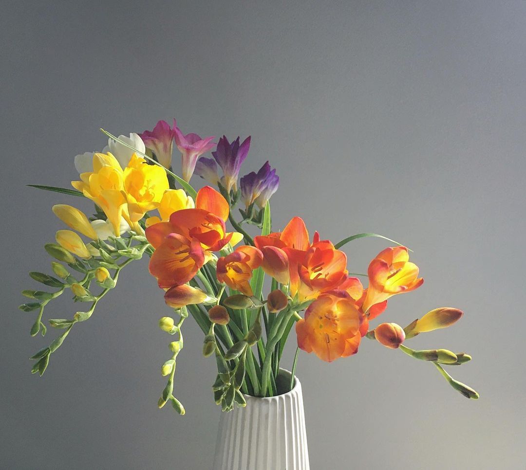 15 Winter Wedding Flowers for Your Seasonal Floral Arrangements Freesia