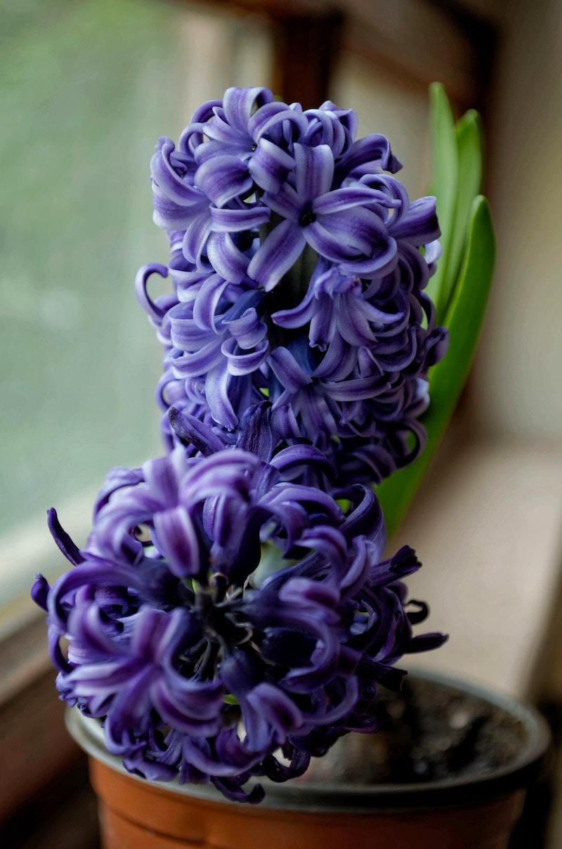 15 Winter Wedding Flowers for Your Seasonal Floral Arrangements Hyacinth