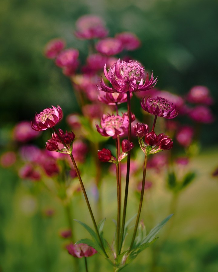 15 Winter Wedding Flowers for Your Seasonal Floral Arrangements Astrantia