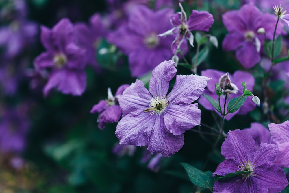 15 Winter Wedding Flowers for Your Seasonal Floral Arrangements Clematis