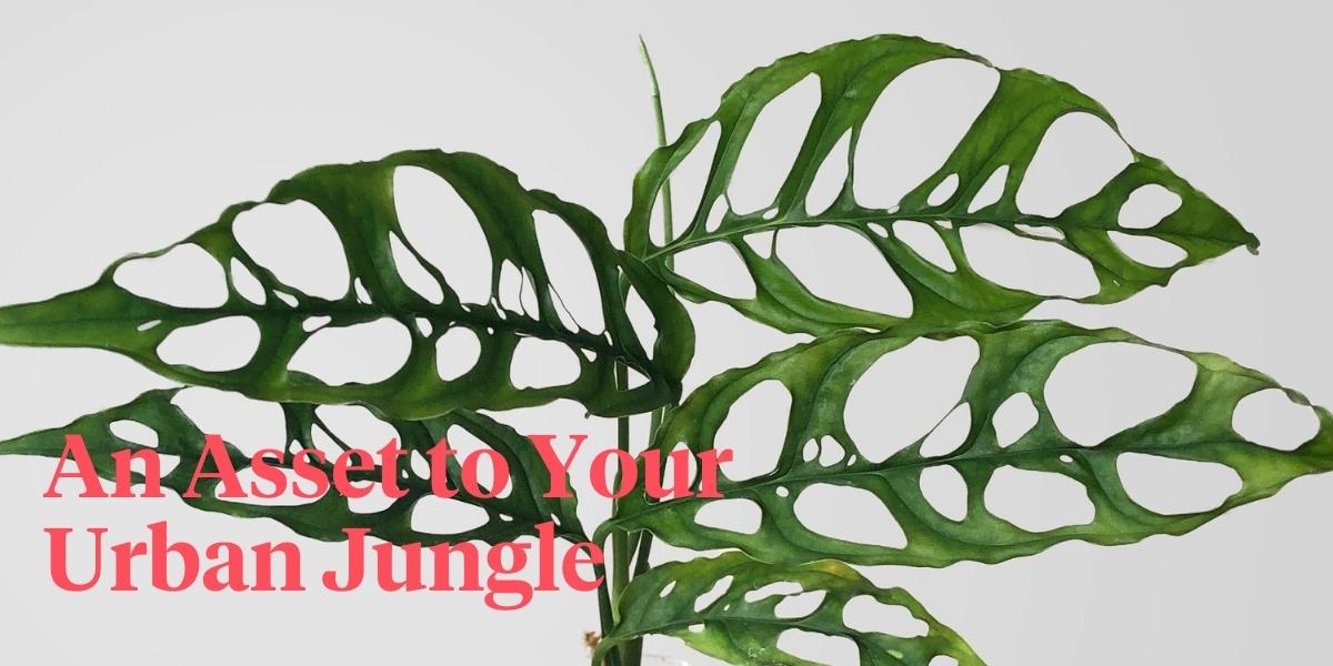 wordpress header The Monstera Obliqua is Only for the Most Avid Plant Lovers.jpg