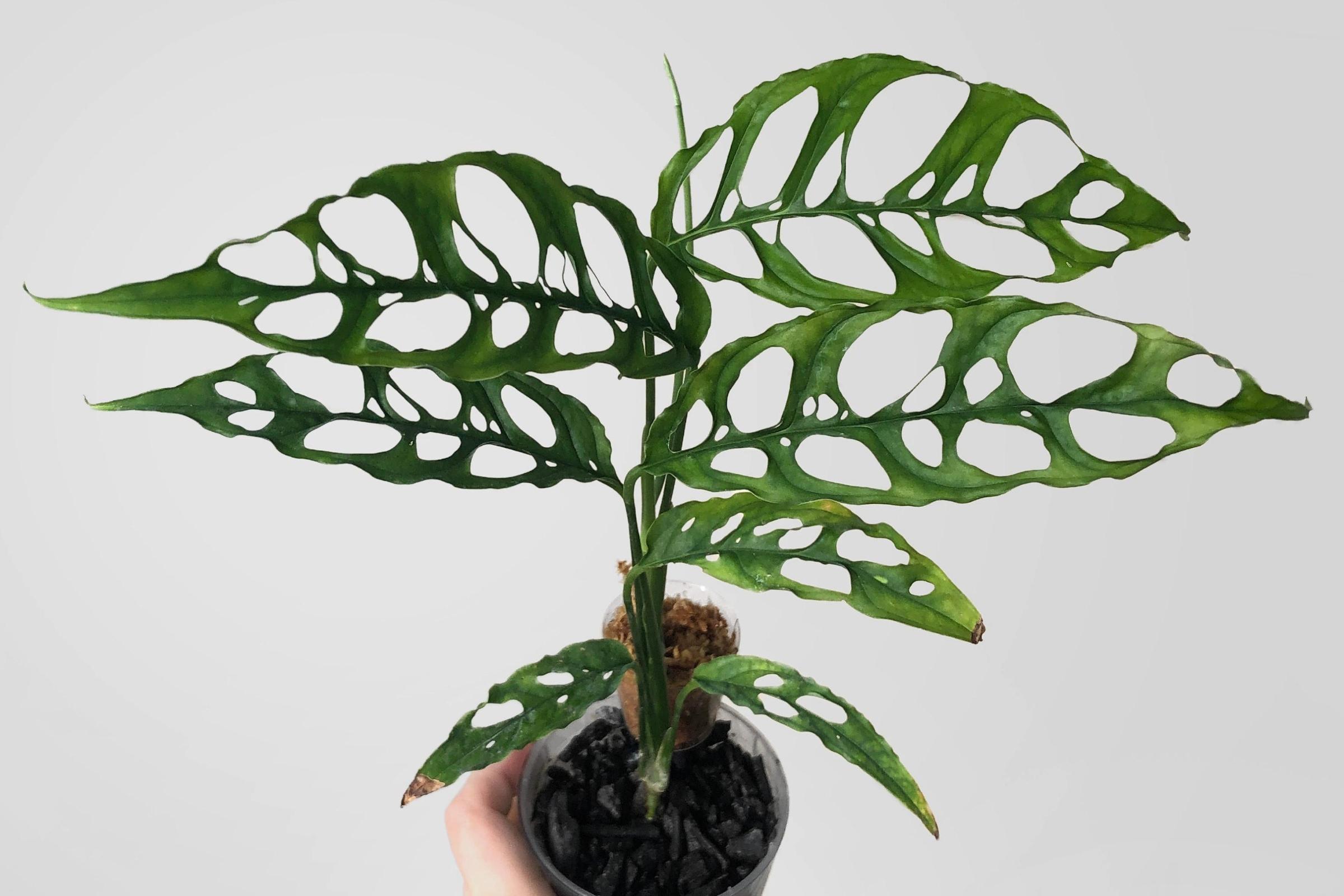 The Monstera Obliqua is Only for the Most Avid Plant Lovers