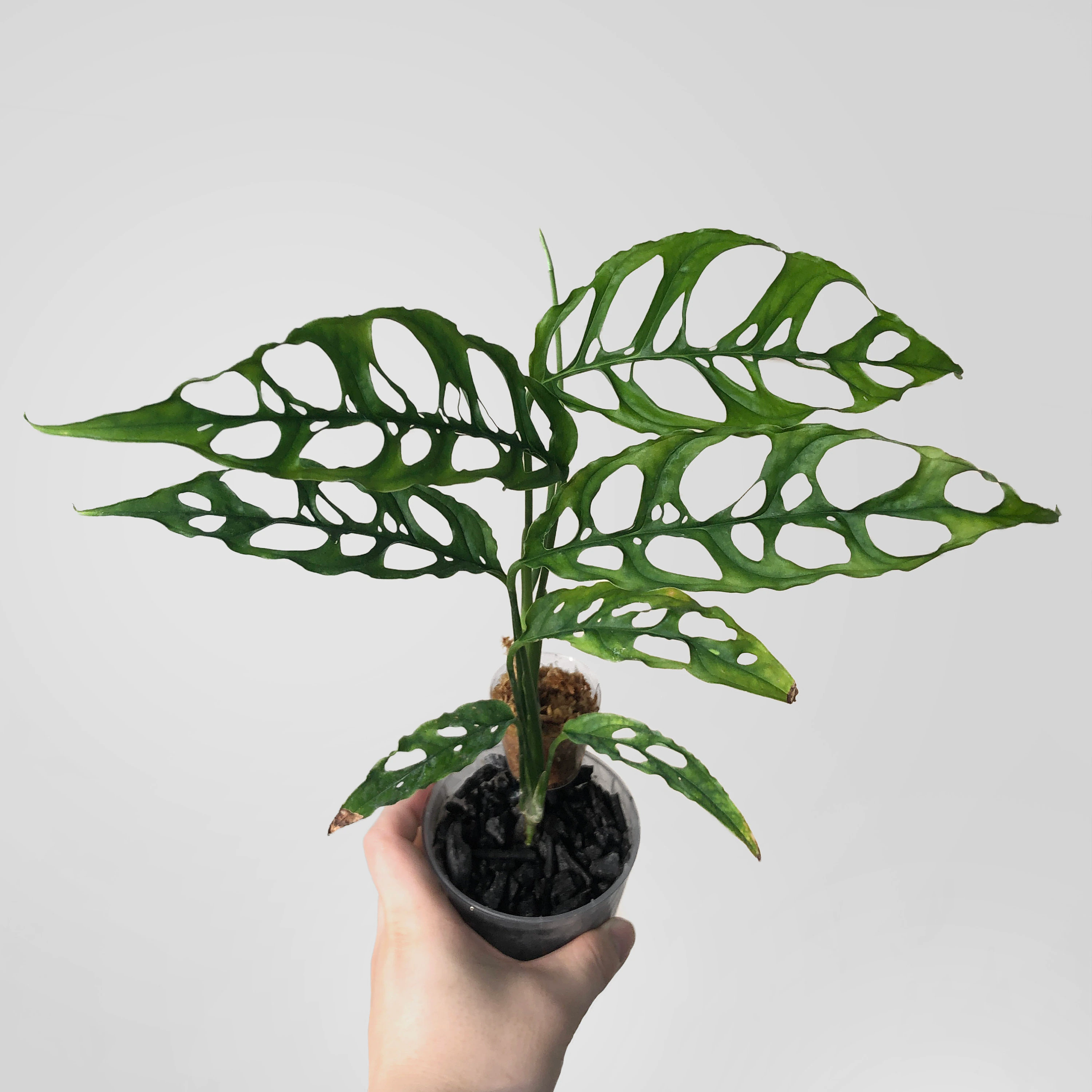 The Monstera Obliqua is Only for the Most Avid Plant Lovers Tropical Plant