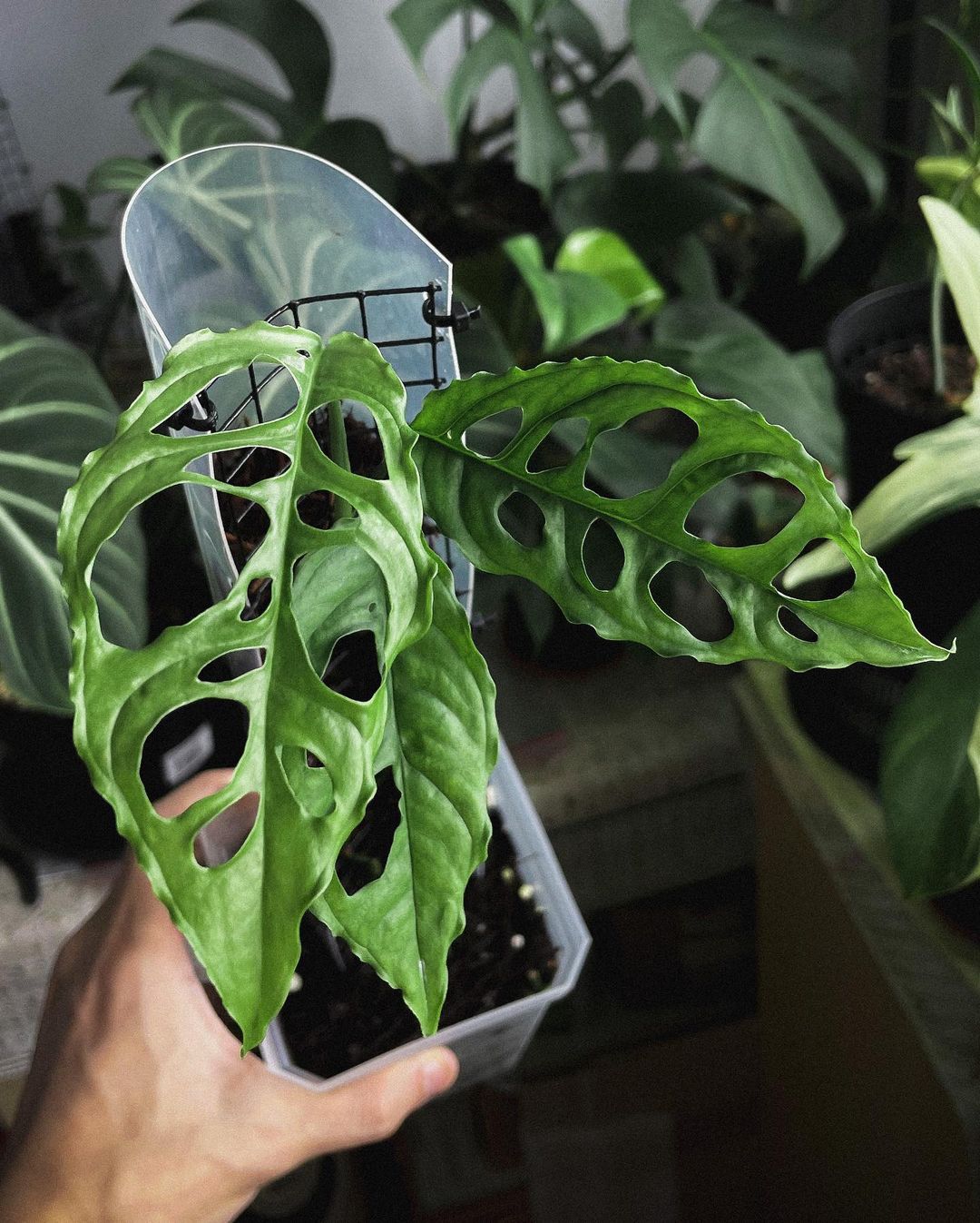 Monstera Obliqua is one of the most popular plant stories on Thursd