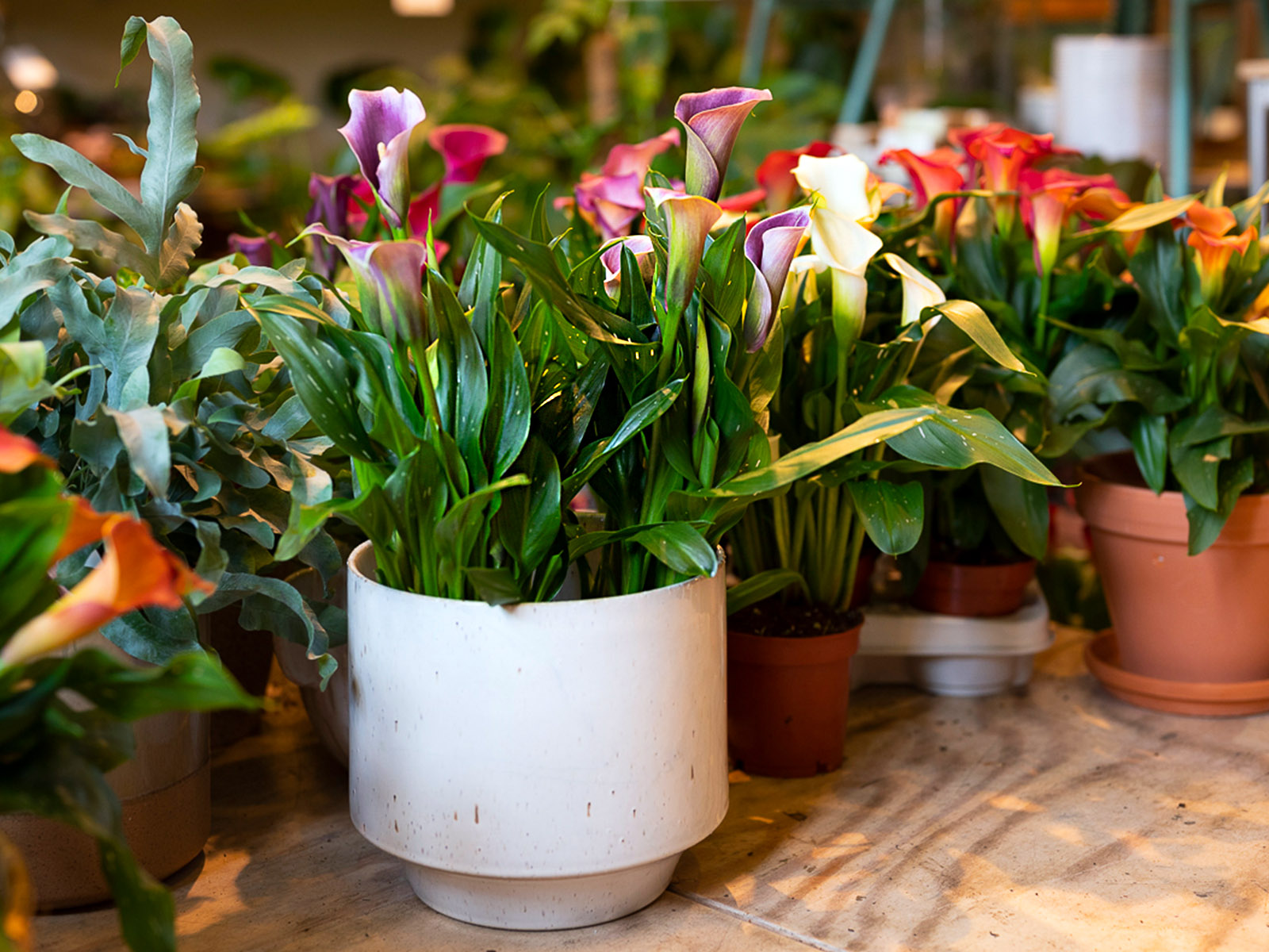 Make Your Home and Outdoor Space More Calla-ful in 2022