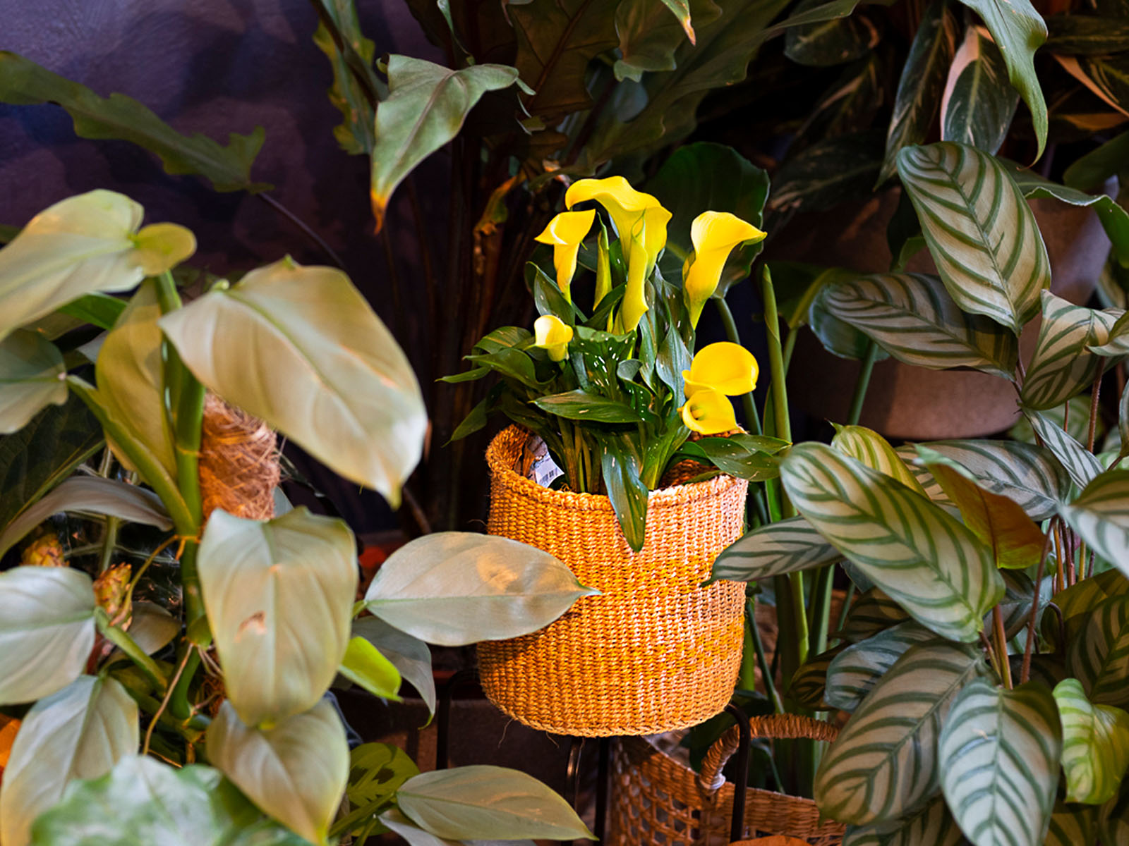 Make Your Home and Outdoor Space More Calla-ful in 2022