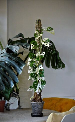 Monstera thai constellation