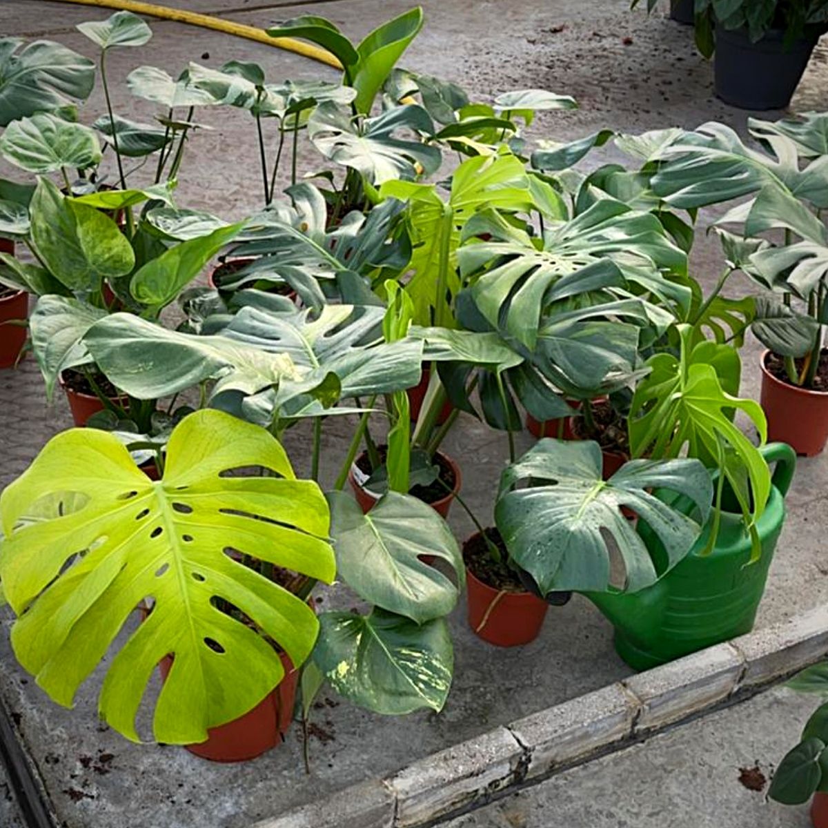 Monstera Full Mint deliciosa borsigiana Variegata