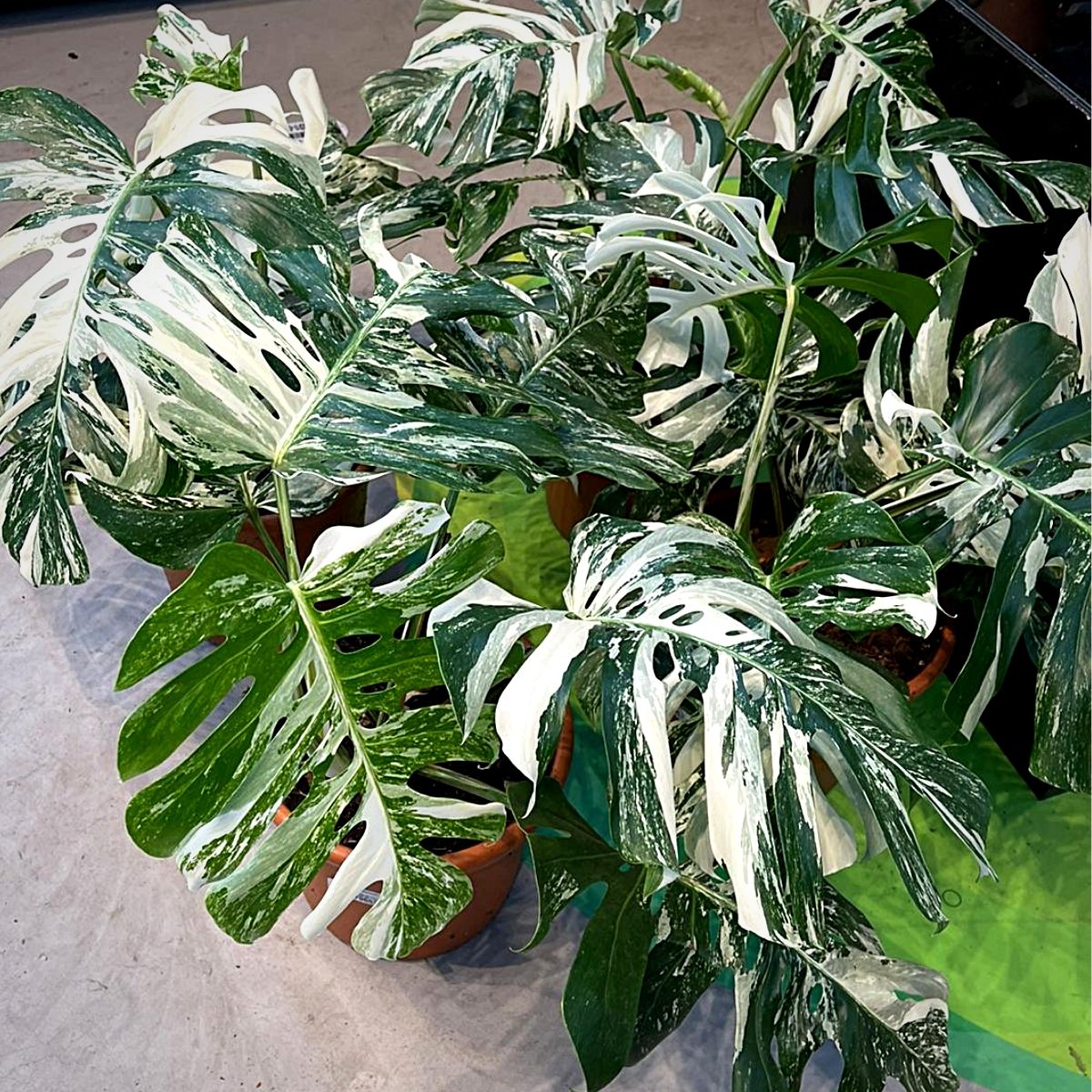 21+ Variegated Monstera Plant