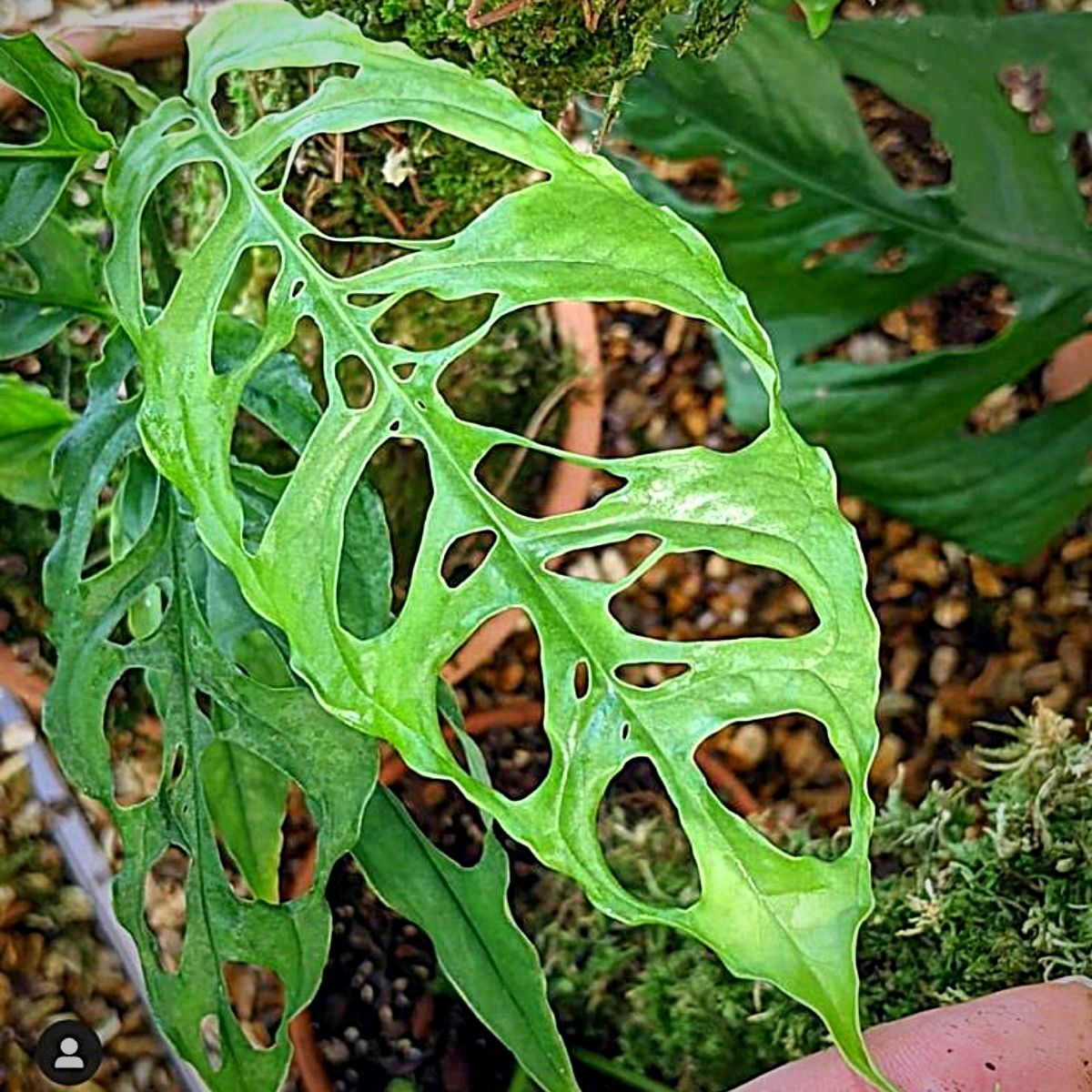 Monstera Adansonii