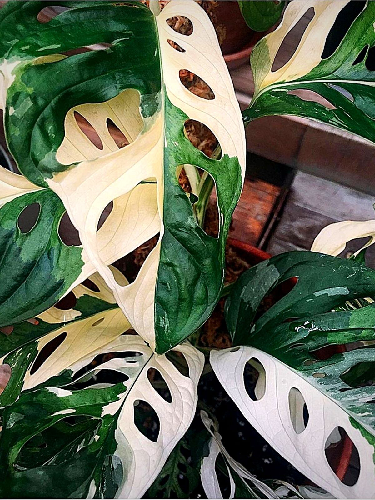 Monstera Adansonii Albo Variegata