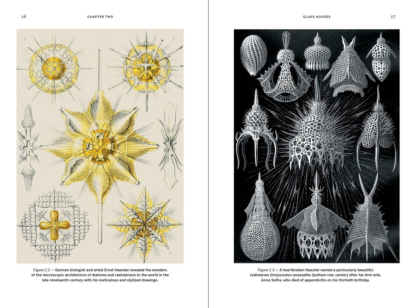 Yellow and black illustrations - wild design article - Lose Yourself in these Mesmerizing Vintage Illustrations of the Natural World - kimberley ridley on thursd