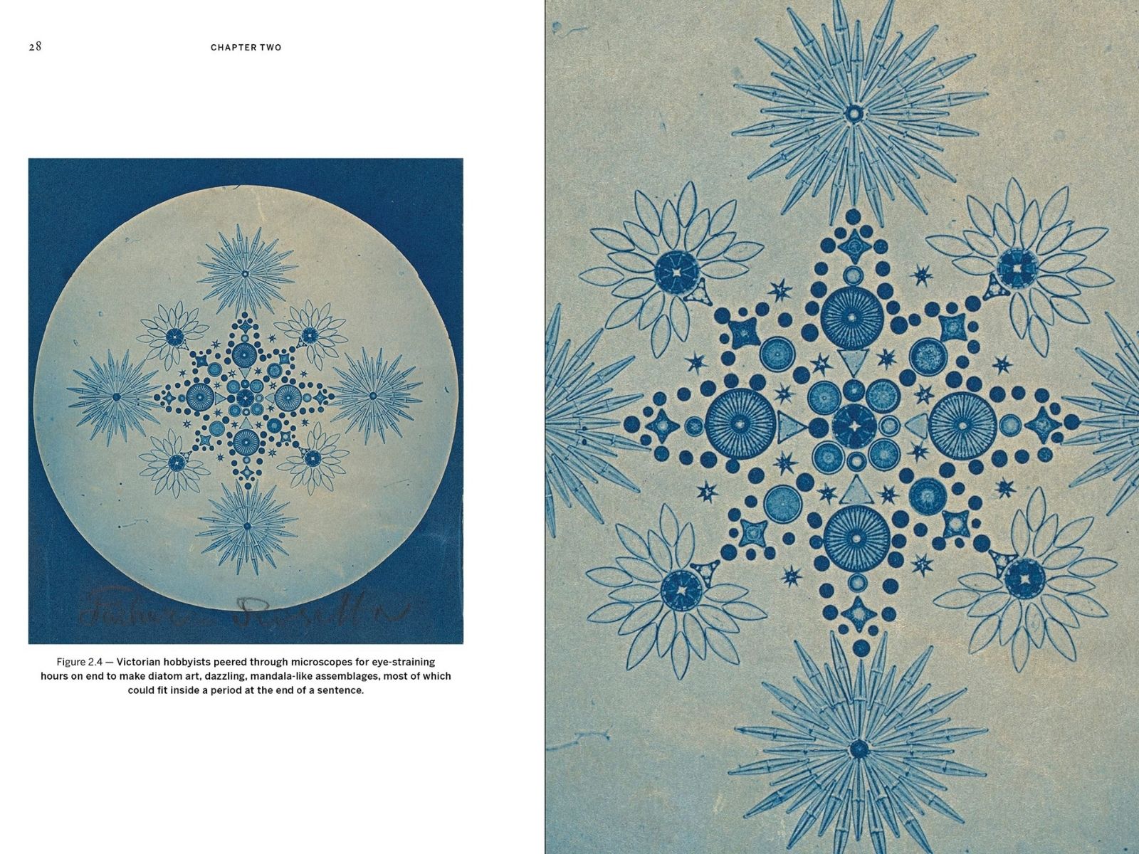 Diatom art - wild design article - Lose Yourself in these Mesmerizing Vintage Illustrations of the Natural World - kimberley ridley on thursd