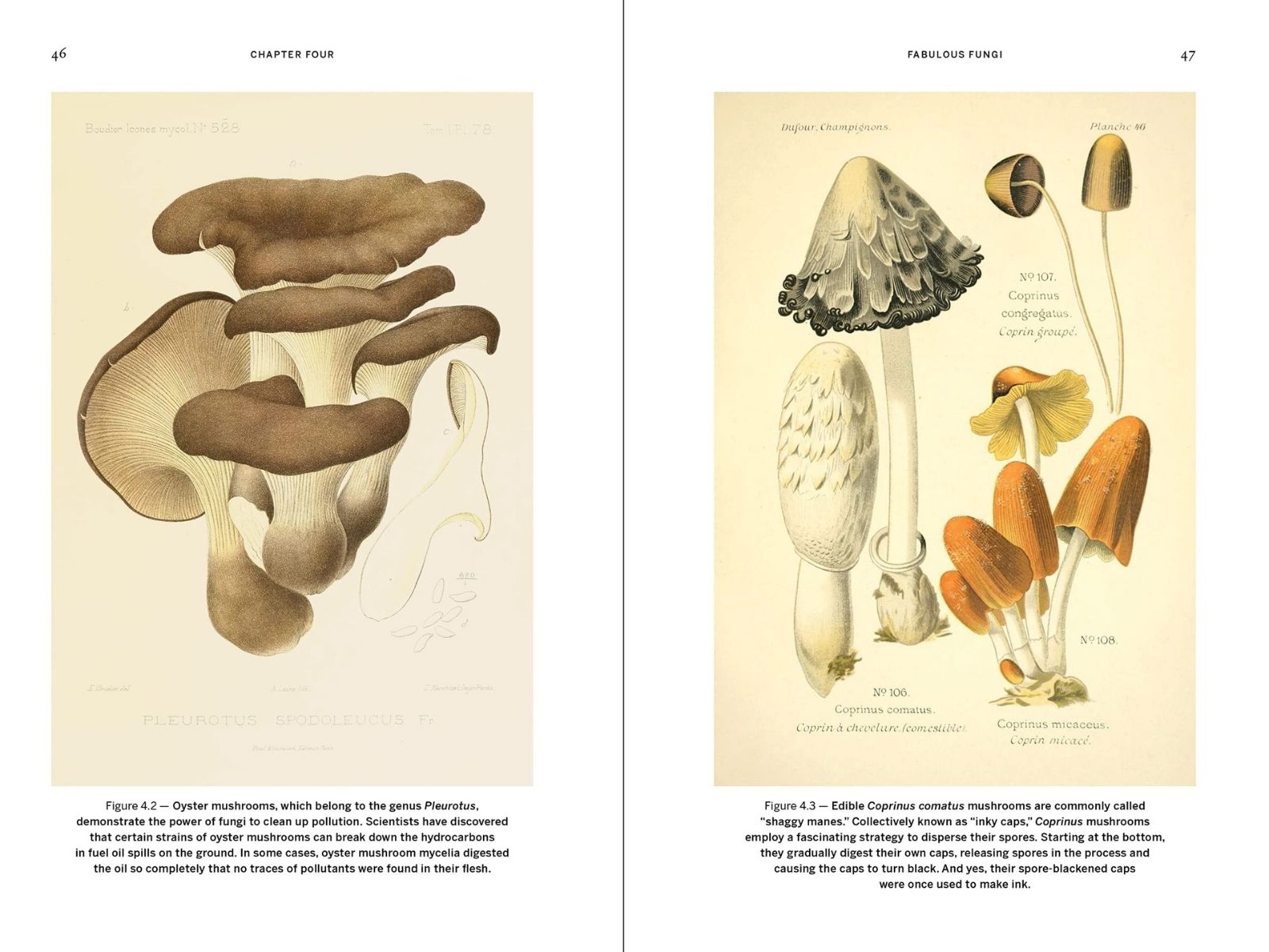 mushroom illustrations - wild design article - Lose Yourself in these Mesmerizing Vintage Illustrations of the Natural World - kimberley ridley on thursd