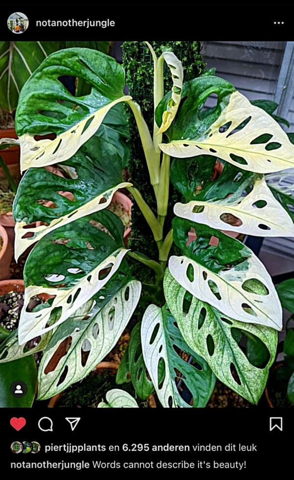 Monstera Adansonii Albo Variegata